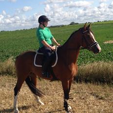 Dansk Varmblod Westergaardens Thesion 