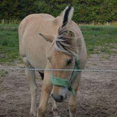 Fjordhest Åmosegaards Fame