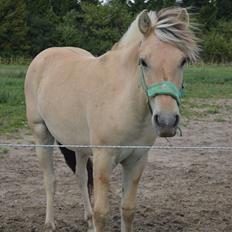 Fjordhest Åmosegaards Fame