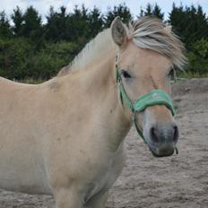 Fjordhest Åmosegaards Fame