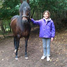 Paso-Peruanos Naranja