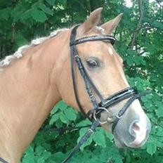 Tysk Sportspony Lavinia<3<3