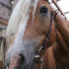 Tyroler Haflinger Tessa (Koen)