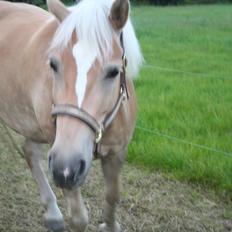 Haflinger Nikita