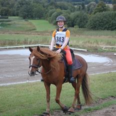 Anden særlig race Findus