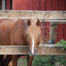Anden særlig race Findus