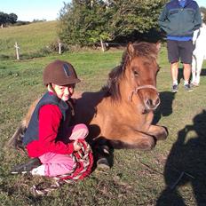 Islænder Vorperla fra Bjergby