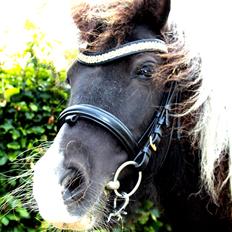 Shetlænder Nini. *Baby*