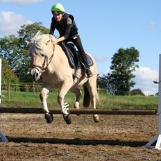 Fjordhest Fe dyret <3 (passer)