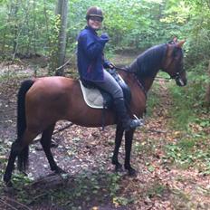 Hollandsk Sportspony Sherry [Tidl. Lånepony]