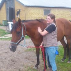 Hollandsk Sportspony Sherry [Tidl. Lånepony]