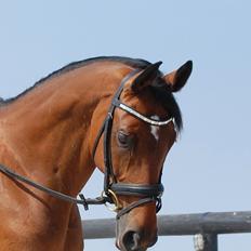 Hannoveraner Don Magic