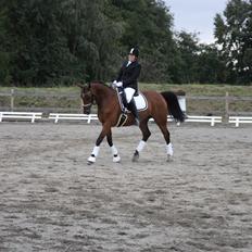 Hannoveraner Don Magic