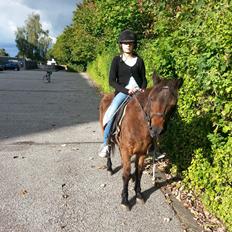 Anden særlig race Tinke (har redet)