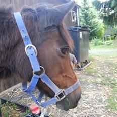 Anden særlig race Tinke (har redet)