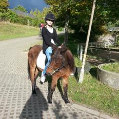 Anden særlig race Tinke (har redet)