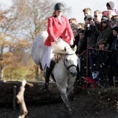 Connemara Springers Silver Morning