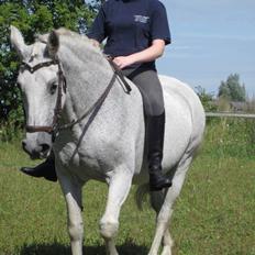 Lipizzaner Zasi Favory