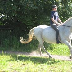 Lipizzaner Zasi Favory