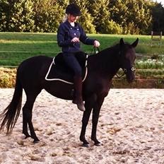 Anden særlig race Ayla (Tidl. hest)