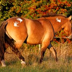 Anden særlig race Flicka | Thanks for the memories <3