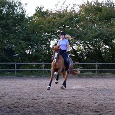 Connemara KÖHLS EVELINA B-PONY!