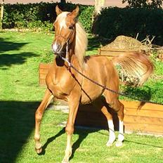 Arabisk fuldblod (OX) Fahkour Amir el Azraff