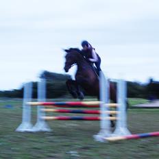 Dansk Varmblod Herslev Marks Cosmo