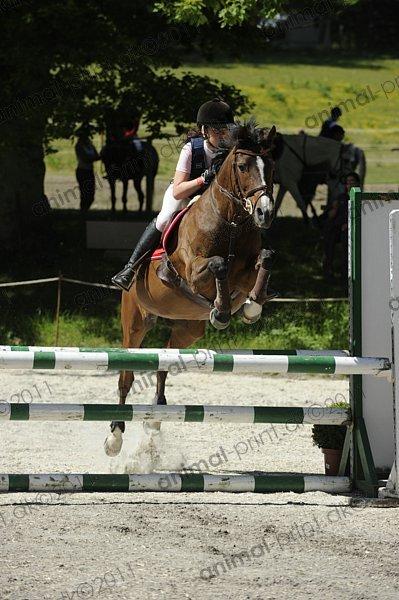 Irsk Sportspony Magic Rose billede 24