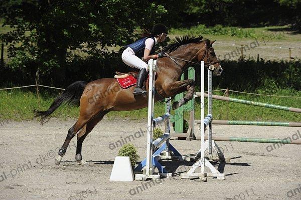 Irsk Sportspony Magic Rose billede 25