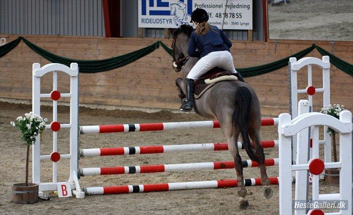 Irsk Sportspony Magic Rose billede 26