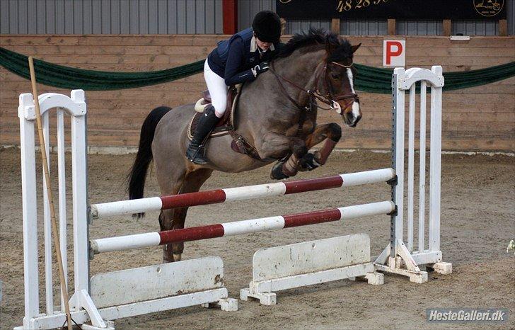 Irsk Sportspony Magic Rose billede 27