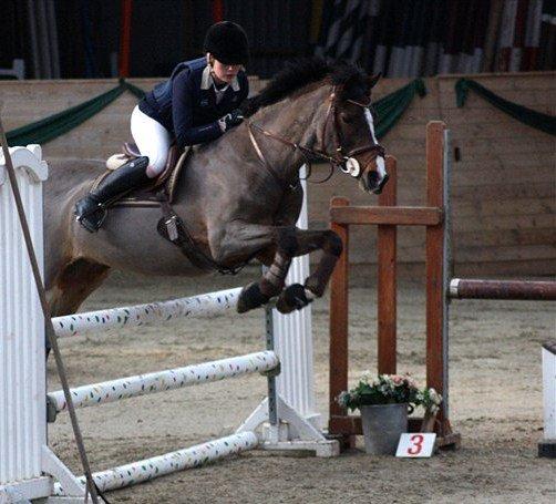 Irsk Sportspony Magic Rose billede 28