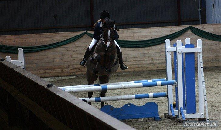 Irsk Sportspony Magic Rose billede 29