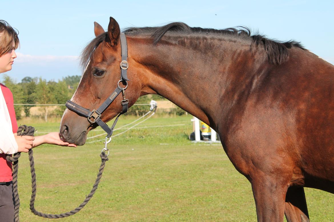 Irsk Sportspony Magic Rose - Det sidste billede sammen med hende :'( billede 30