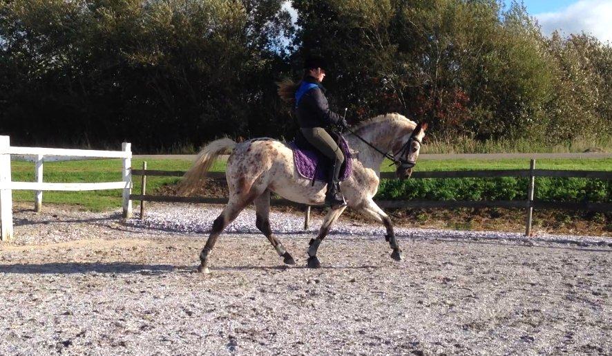 Appaloosa Cassiopaia - Træning d. 23/9-13 ♥ billede 13