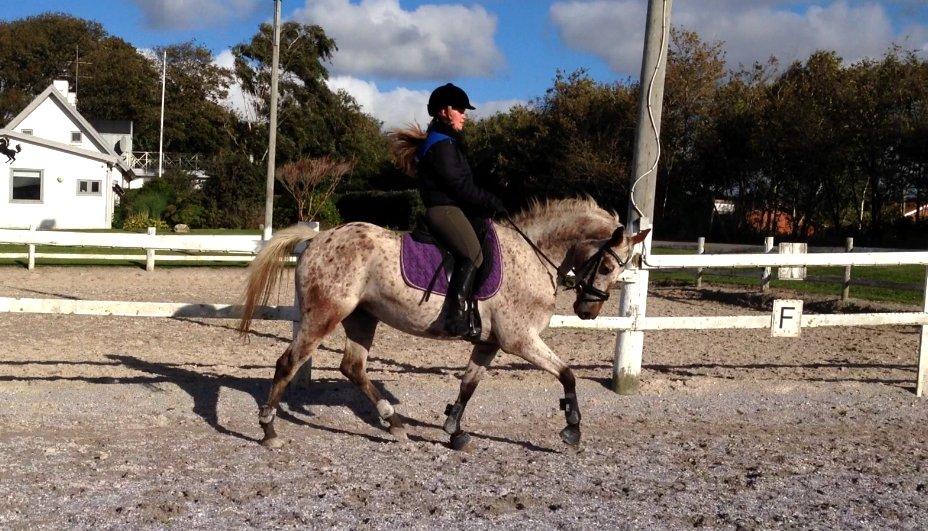 Appaloosa Cassiopaia - Smukke hest ♥ billede 8