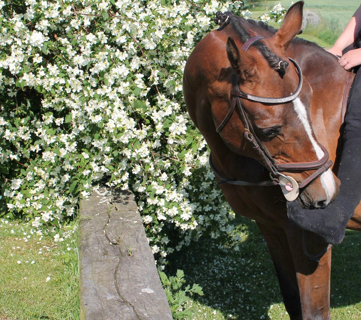 Irsk Sportspony Magic Rose billede 5