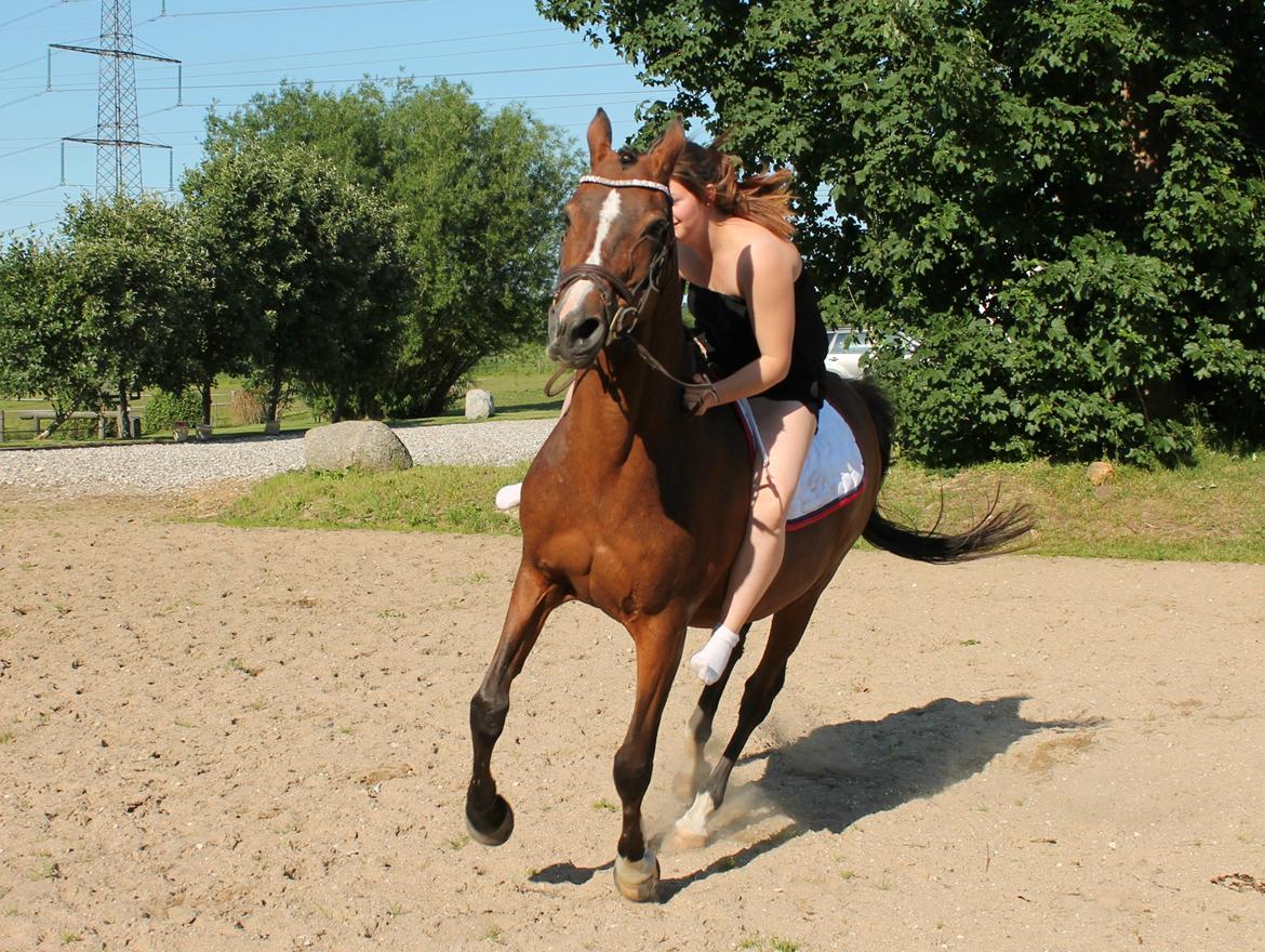 Irsk Sportspony Magic Rose billede 12