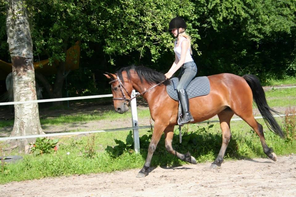 DSP Hesselholts Emily - SOLGT billede 14