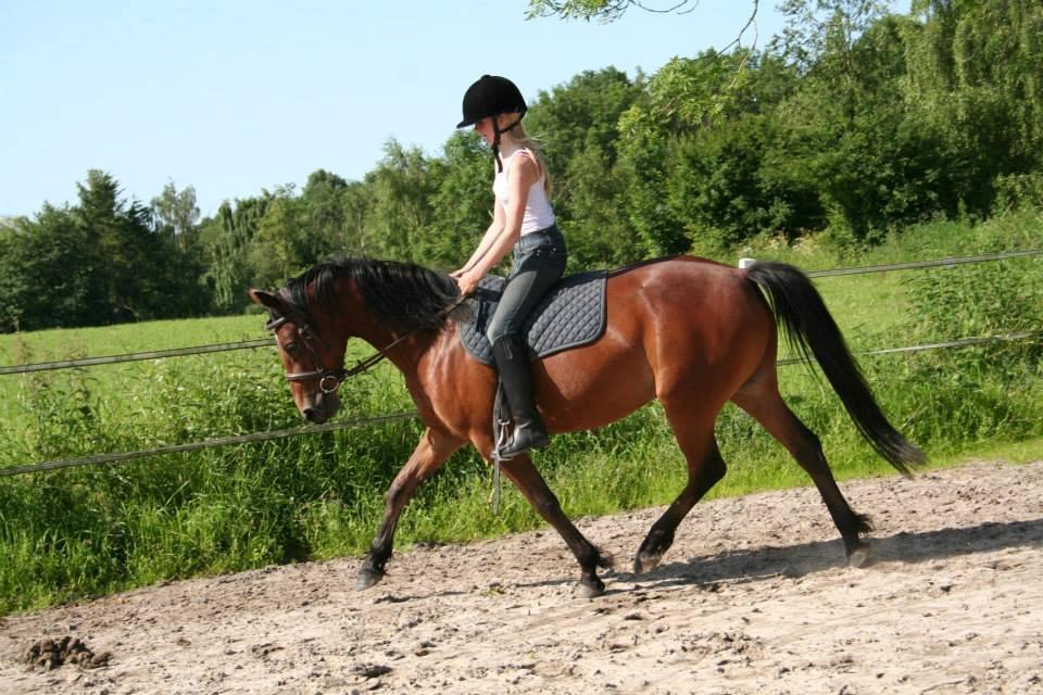 DSP Hesselholts Emily - SOLGT billede 15