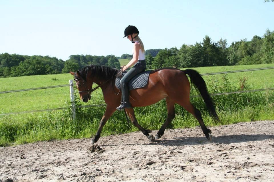 DSP Hesselholts Emily - SOLGT - Sommeren 13 - Første gang med ny rytter billede 13