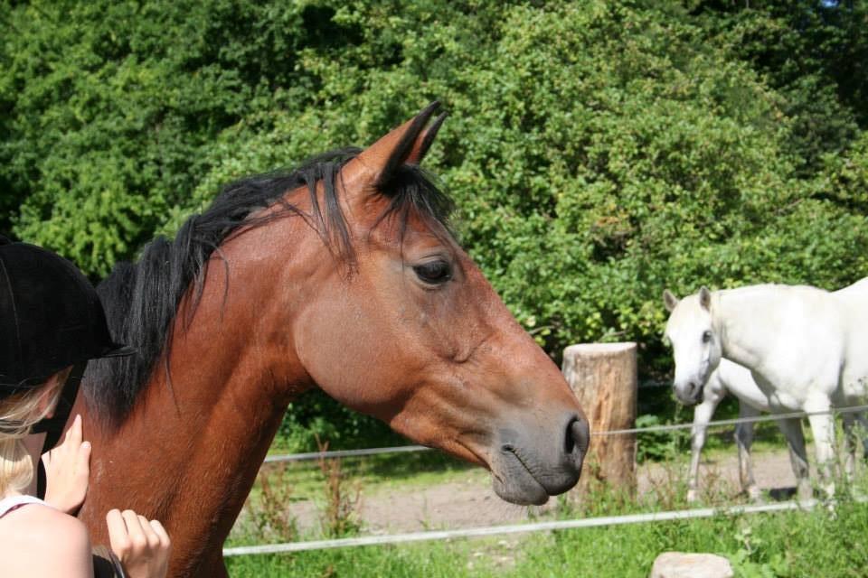 DSP Hesselholts Emily - SOLGT - sommeren 13 billede 1