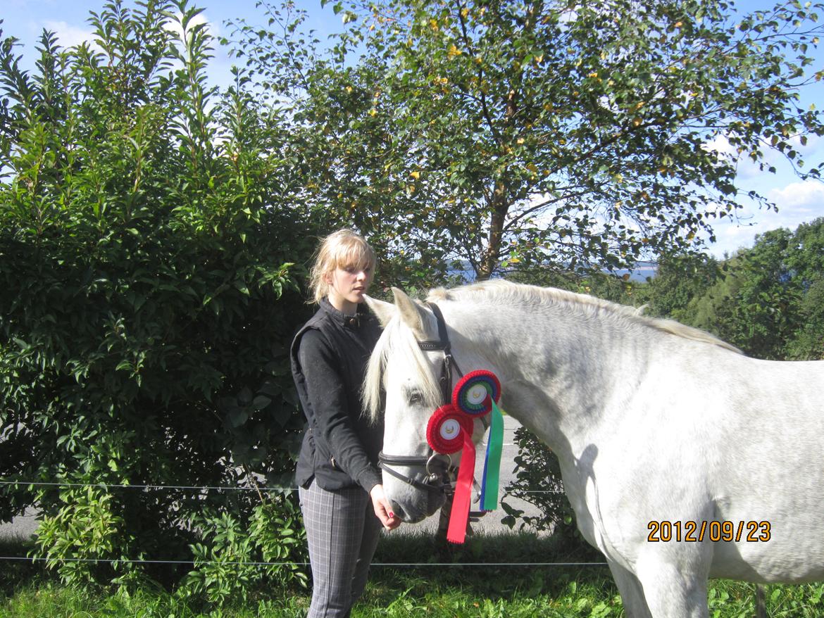 Connemara Hesselholts Kimberly - SOLGT - Kåret i 1. klasse og nr 2 i show billede 1