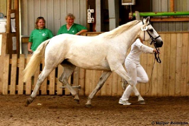 Connemara Hesselholts Kimberly - SOLGT billede 19