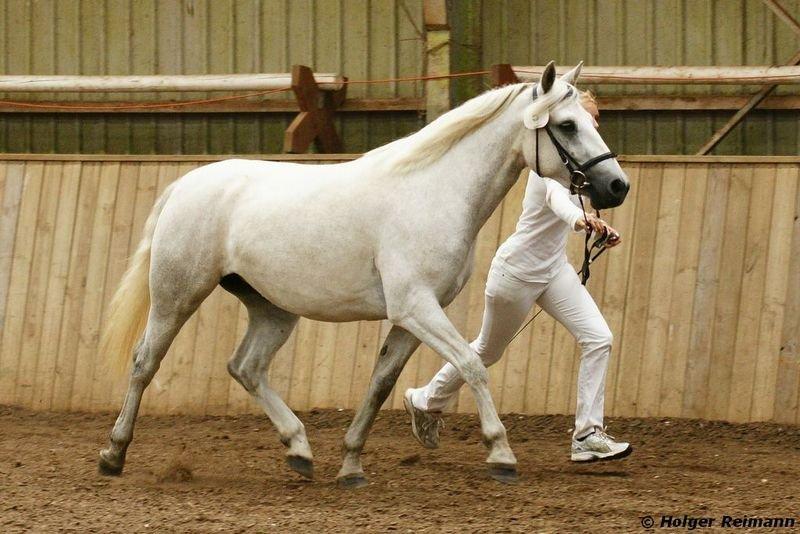 Connemara Hesselholts Kimberly - SOLGT billede 18