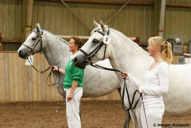 Connemara Hesselholts Kimberly - SOLGT billede 20