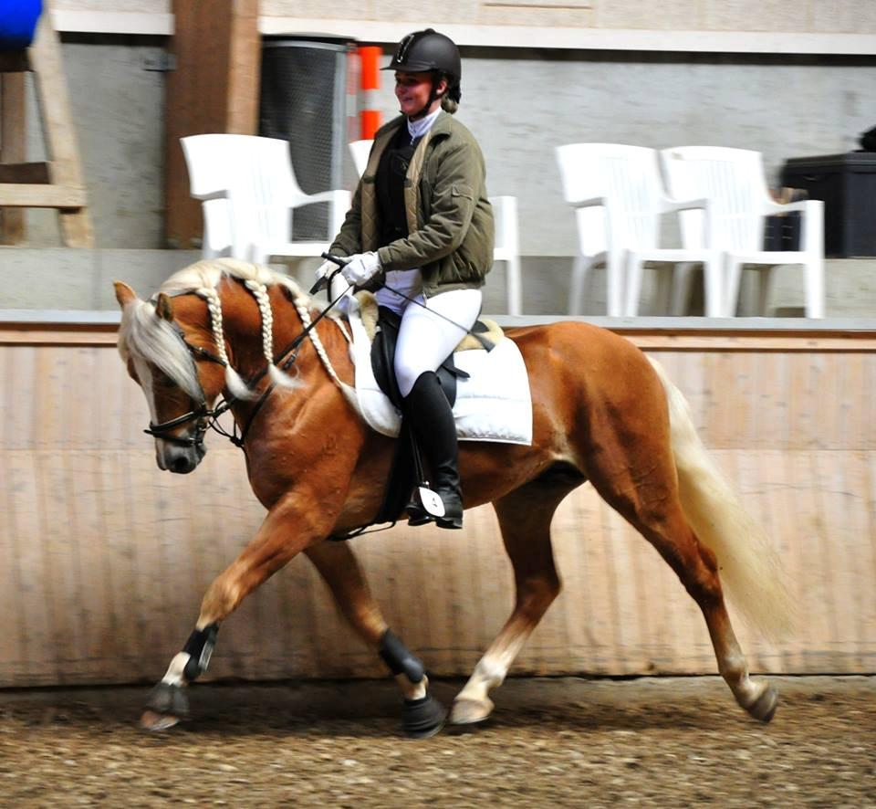 Haflinger Baflo af Brunbjerg - Avlshingst billede 14