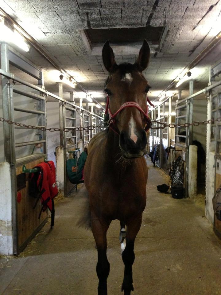 Tysk Varmblod Ak's Crispy - Den gladeste lille Crisling efter sin første skovtur med rytter. :-) september 2013 billede 36