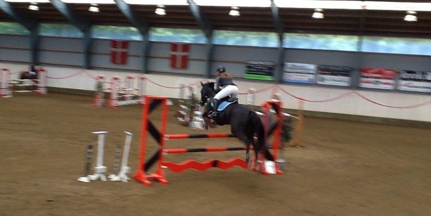 Dansk Varmblod ANEMONE N billede 12